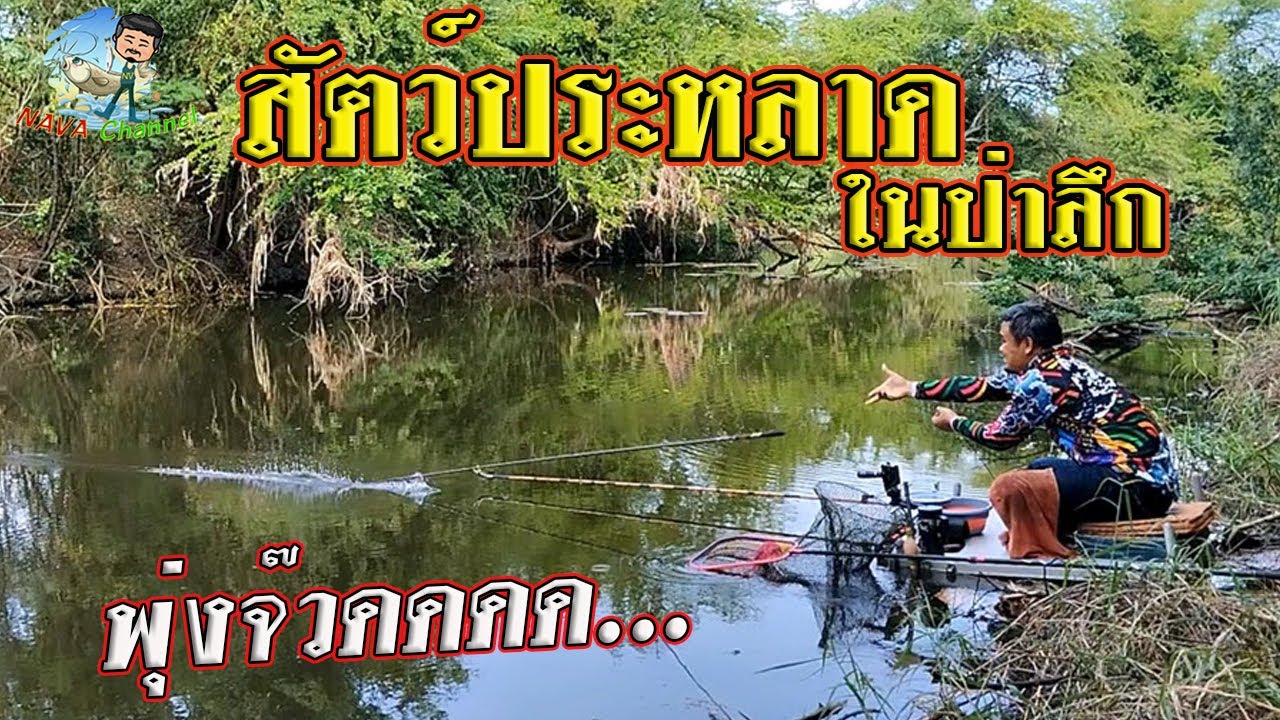 EP81 ตกปลาหมายธรรมชาติ ตกชิงหลิวคลองสาขาแม่น้ำป่าสัก จ.ลพบุรี 