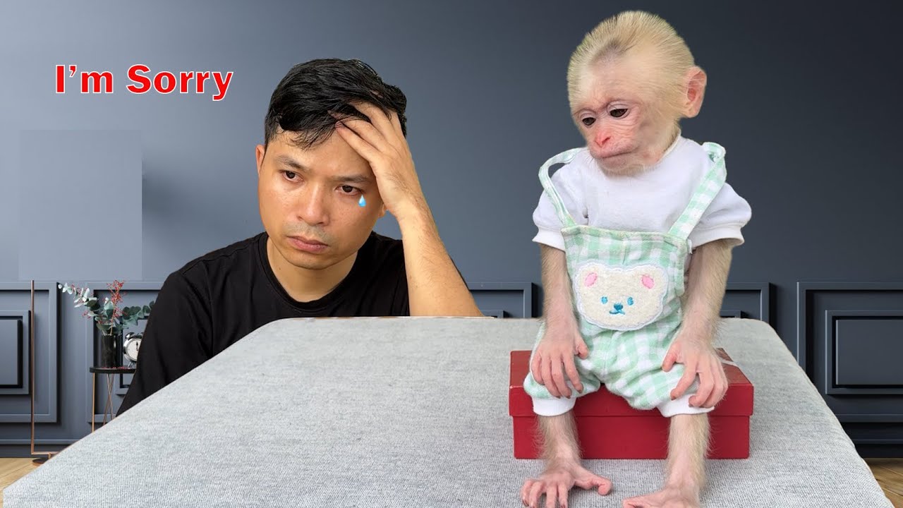 A serious mistake by dad made both baby monkey Xuka and dad very sad.