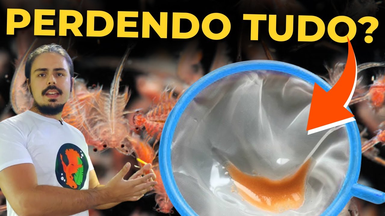 🔴COMO MANTER AS ARTEMIAS VIVAS POR MAIS TEMPO |Mr. Betta|