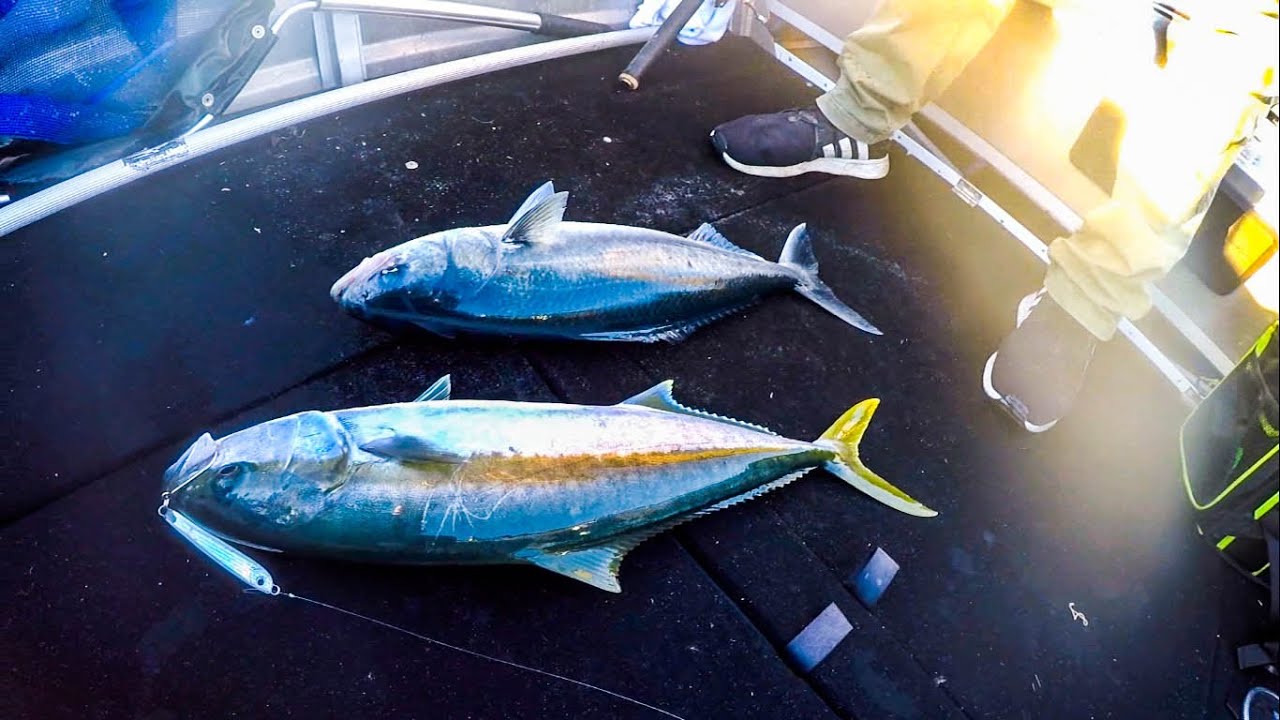 AWESOME Fun! Trolling Spinning KINGFISH SALMON TAILOR On Port Hacking