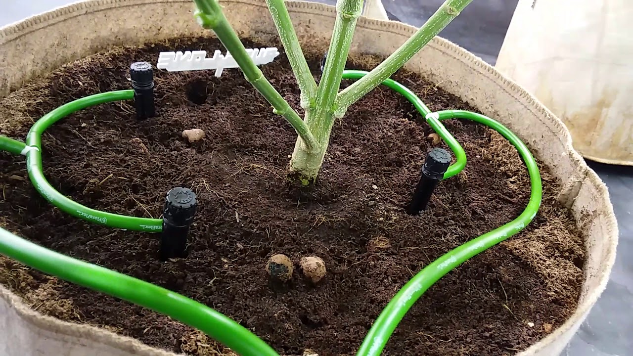Cannabis Irrigation
