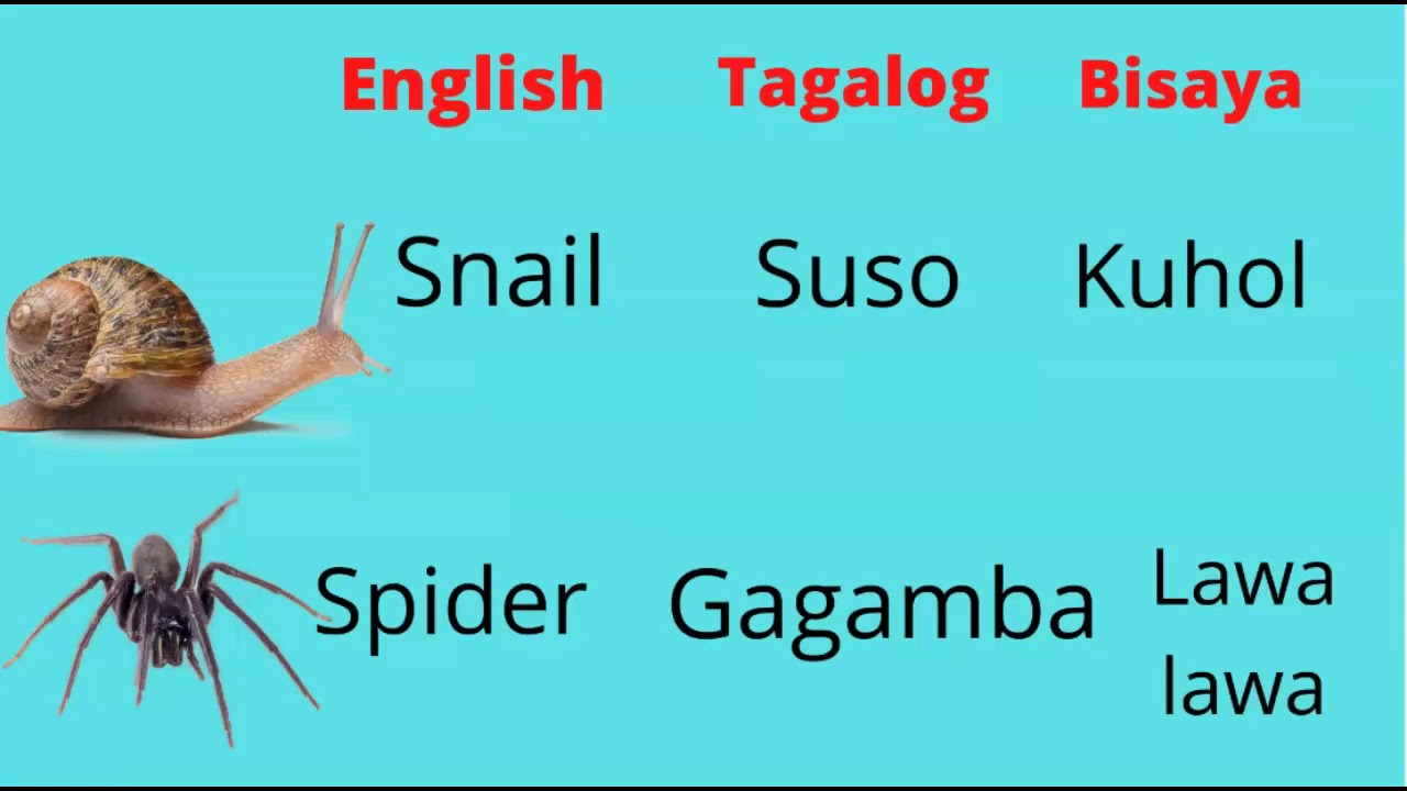 Animal and Insect Names in Tagalog and Bisaya with English Translation | Learn Filipino & Cebuano
