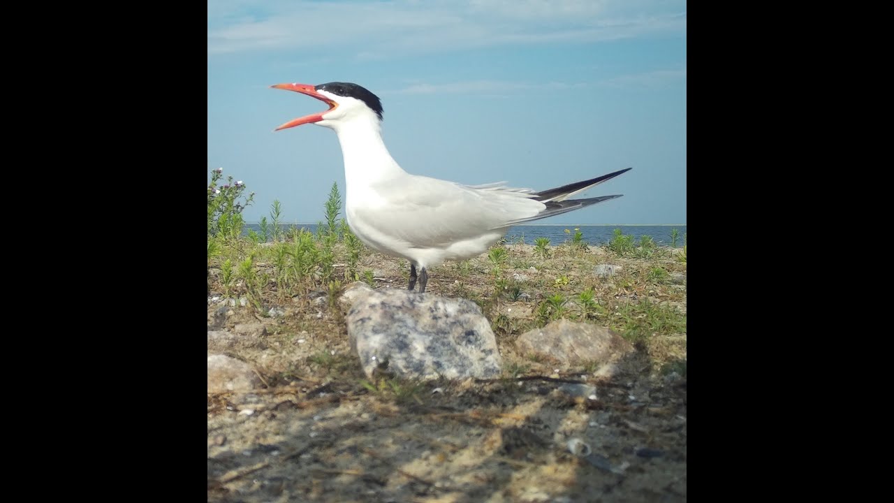 Rybitwa wielkodzioba (Hydroprogne caspia) Caspian Tern 1-st breeding in Poland. PART 2