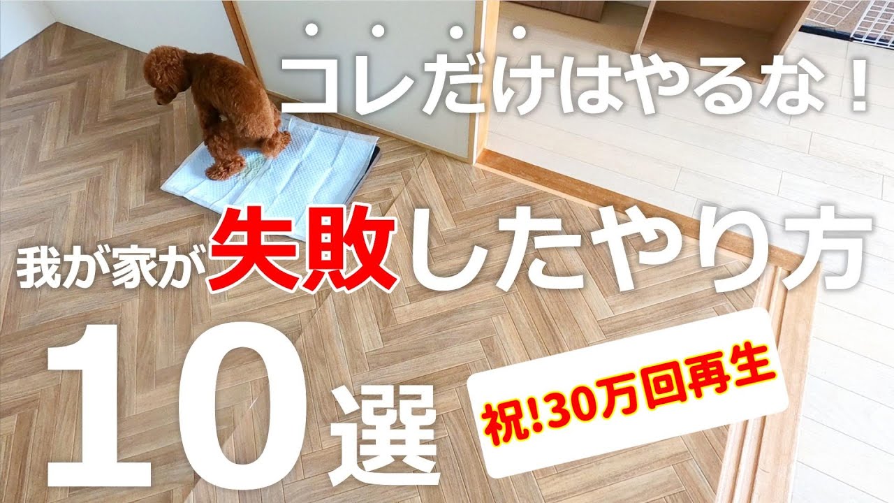 【トイレトレーニング/第5回】経験したから分かる子犬時の失敗を全てまとめました！