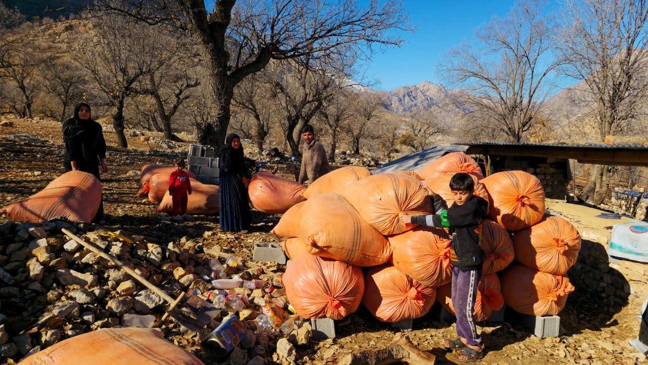 Nomadic Life: 🌅Daily Life of a Nomadic Family in the Mountains | Providing Food for Sheep🐑🐐