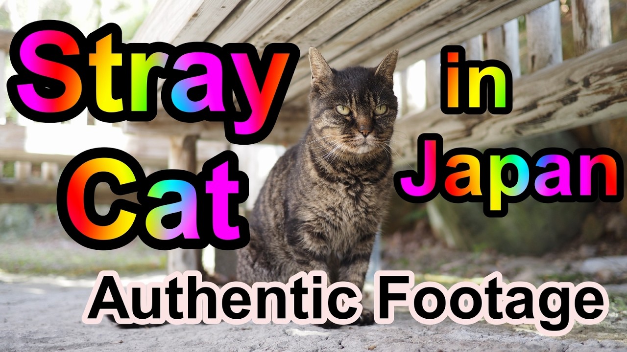 Documentary: The Reality of a Stray Cat in Japan
