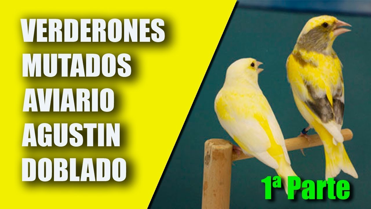 Cría Canarios (Verderones mutados 1ª Parte)