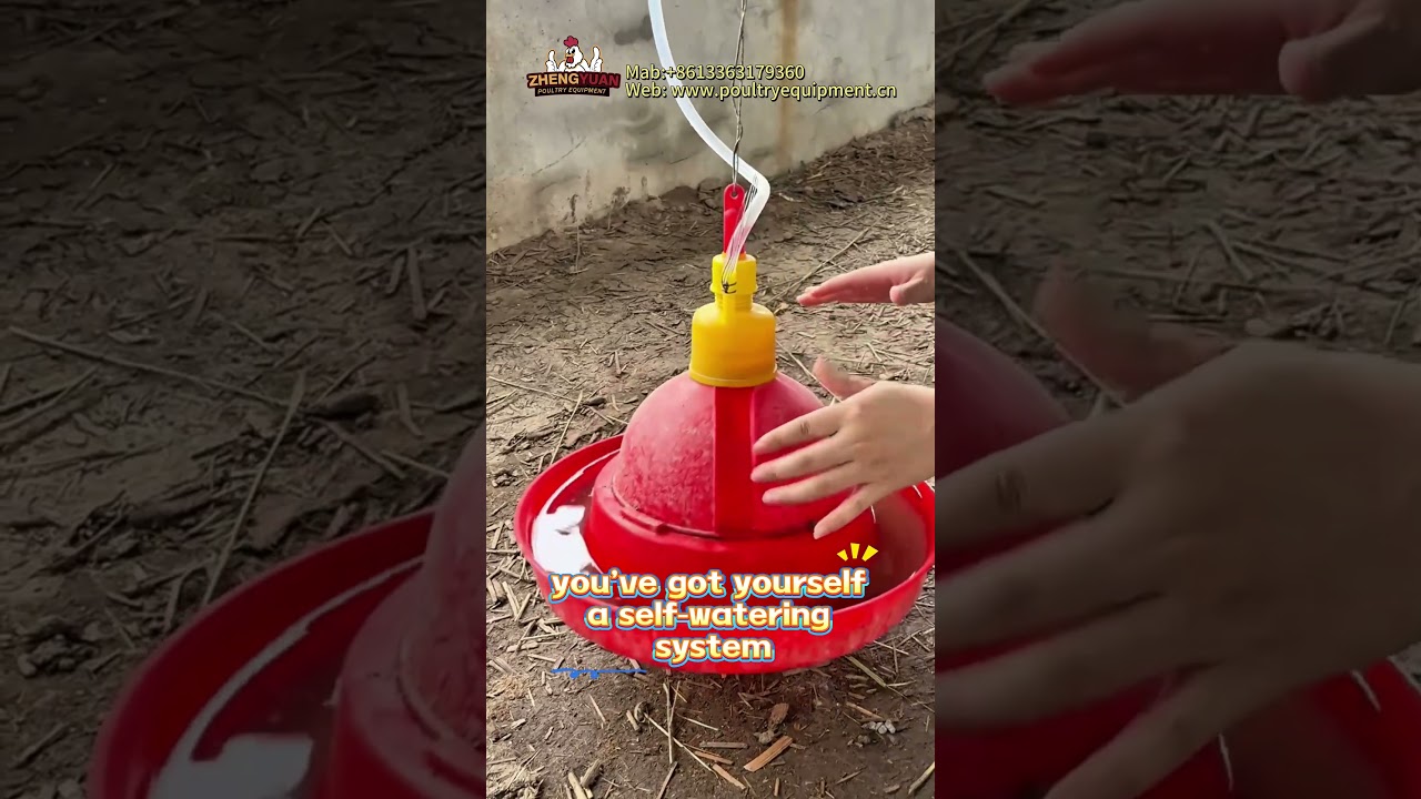 Plasson drinkers #poultry #chicken #farming #chickenshop