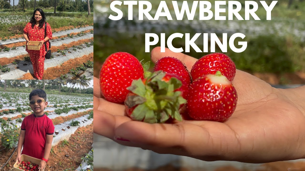Strawberry Picking Experience | Berry Season | The Bangalore Berry Co | KMC Farm | Hemz Vlogs