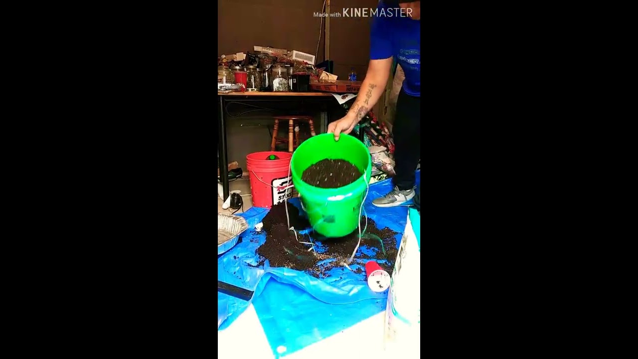 Transplanting OG KUSH from 3gallon to 5gallon using happy frog soil 2021