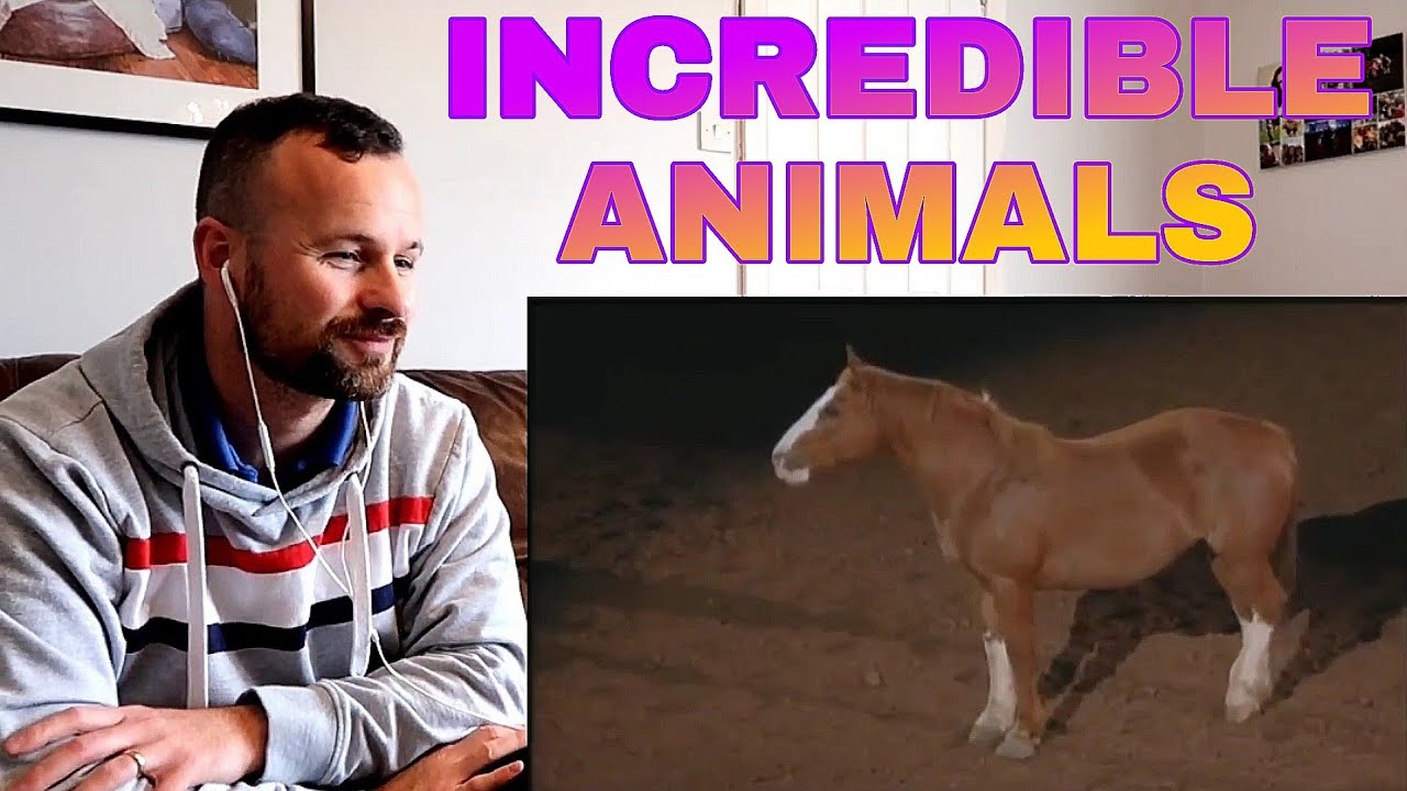 SCOTTISH GUY Reacts To A Beautiful Tribute To Bucking Horses At Rodeo Houston