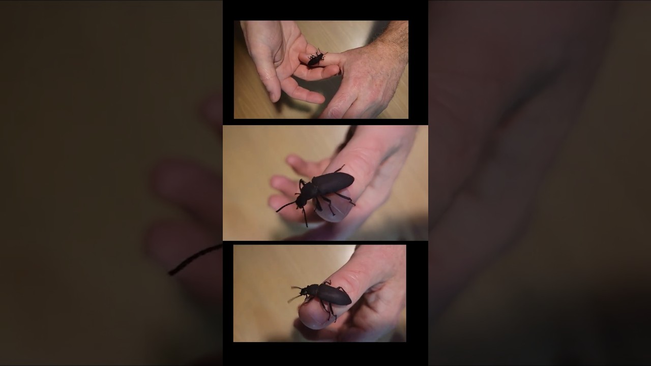 un coléoptère dans le terrarium d'un gecko 