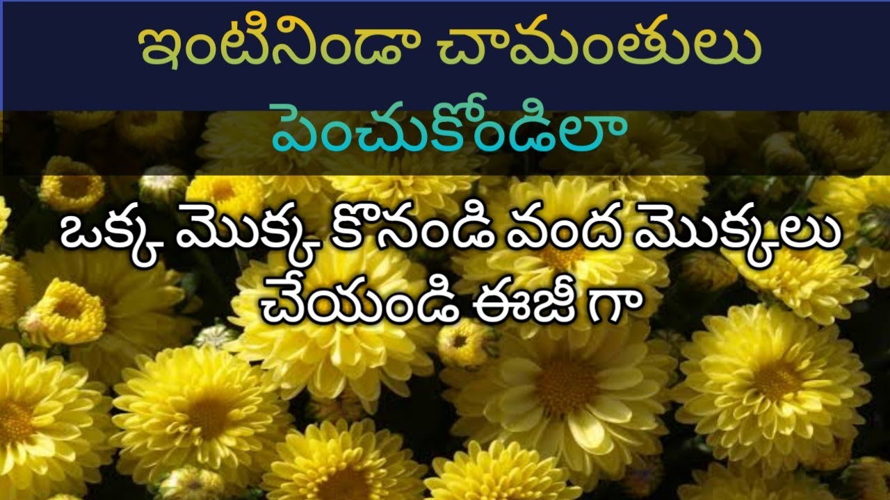 22.How to Grow Chrysanthemum from Cuttings. Chamanthi