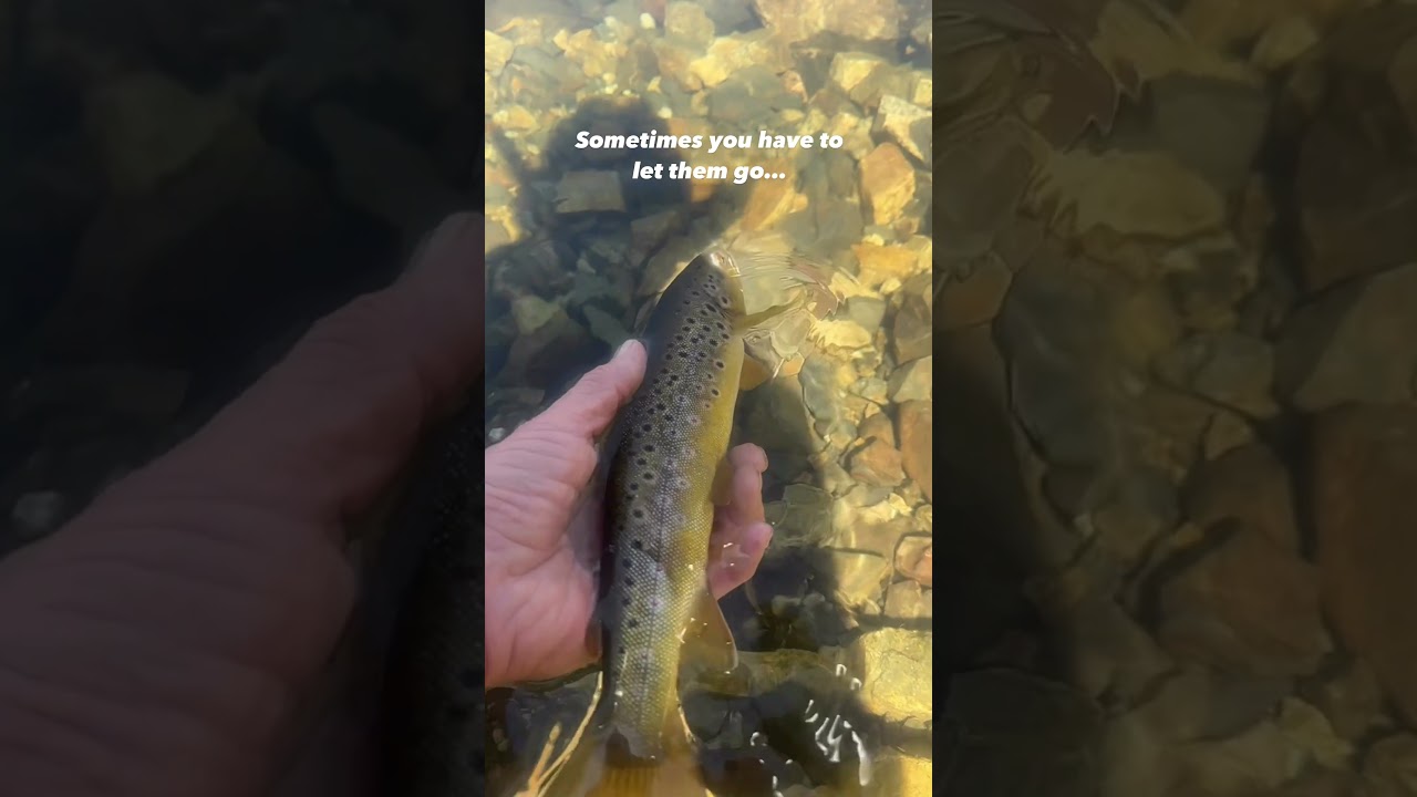 Sometimes you have to let them go&hellip;. #letthemgo #lake #life #mountainlake #getoutdoors