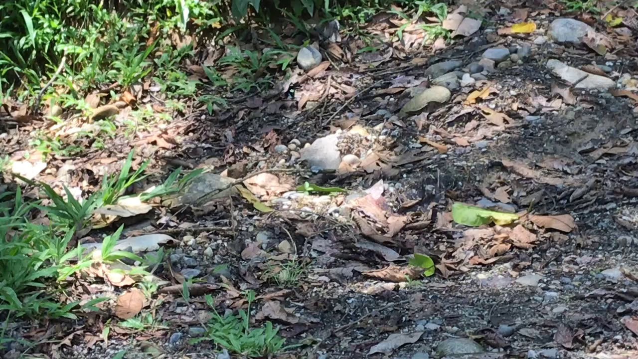 ドリスドクチョウHeliconius doris エル・カプリチョ 2018/10/24 El Capricho Napo, Butterfly of Ecuador