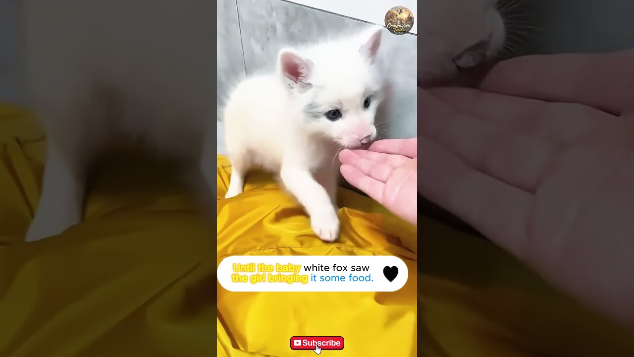 During a picnic, the couple found a baby white fox that had been separated from its mother. #fox