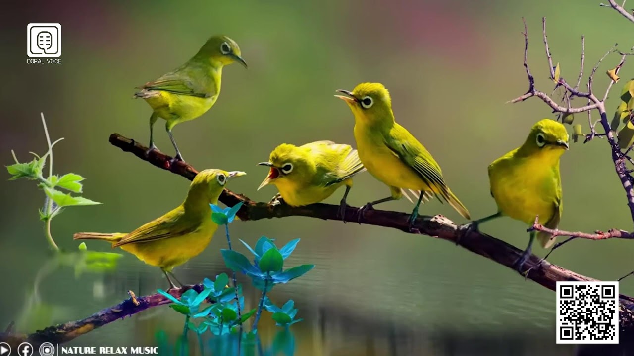 Música para aliviar el dolor del alma | Nature Relax Music
