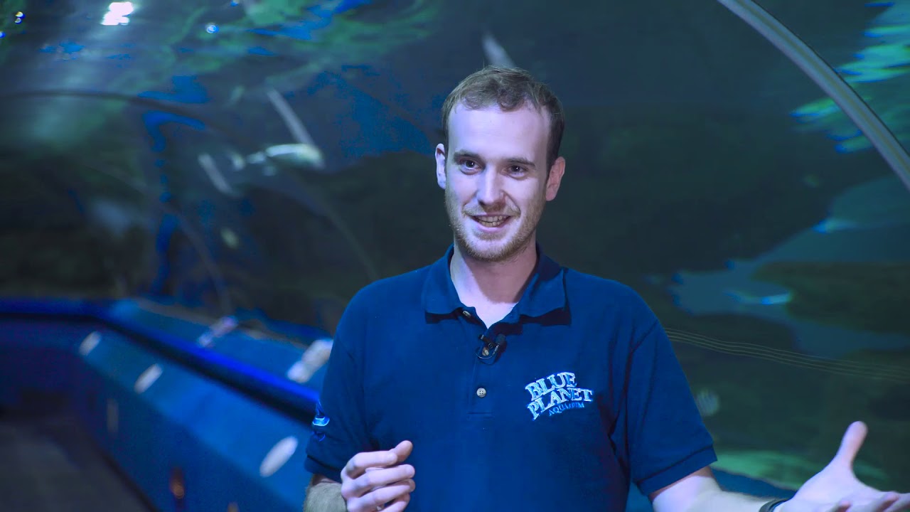 Blue Planet Aquarium - Shark Dive Episode 2