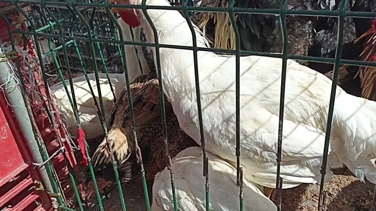 Feira das galinhas em Arapiraca na FUMAGEIRA. Várias galinhas. GSB, Guiné, pato e mais 