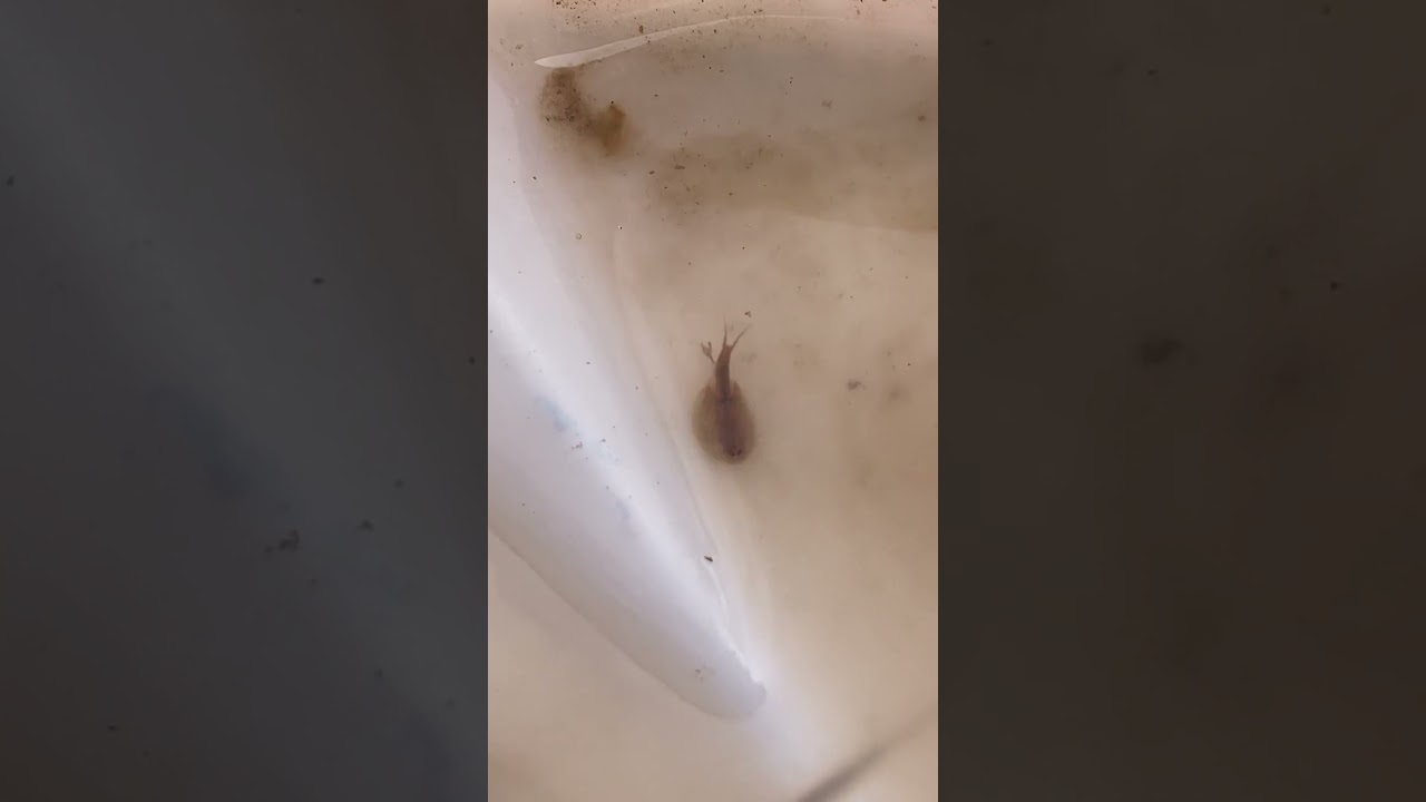 Triops! Wild collected babies!