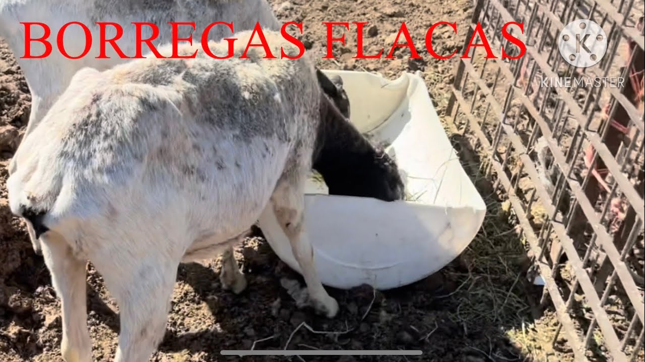 COMO ENGORDAR BORREGAS FLACAS