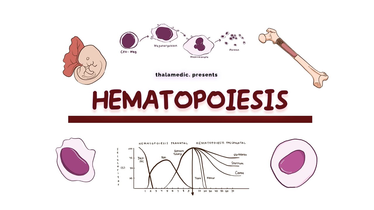 HEMATOPOIESIS || Yuk review kembali hematopoiesis pada manusia 🤯