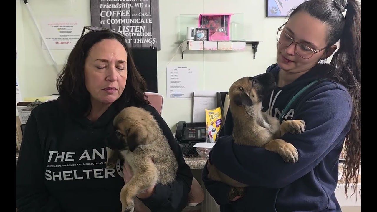 Jet Pet 