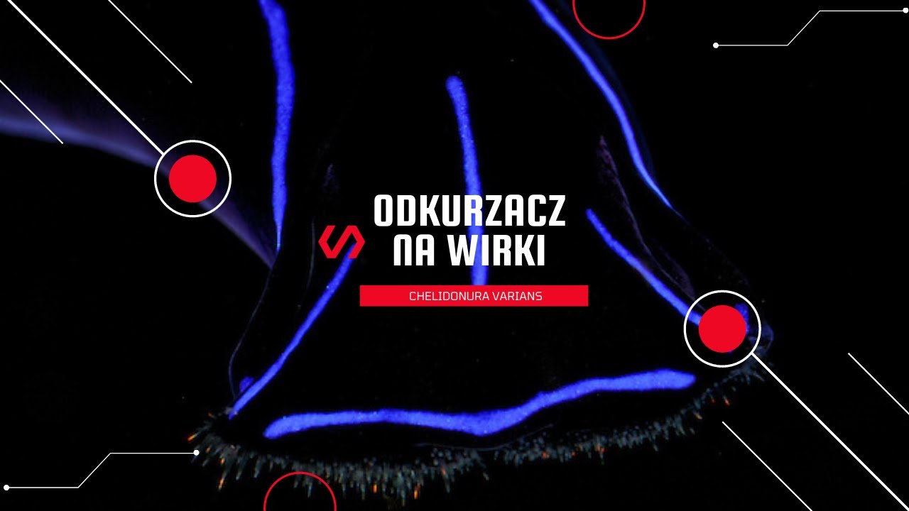 Kupiłem sobie odkurzacz na wirki - Chelidonura Varians