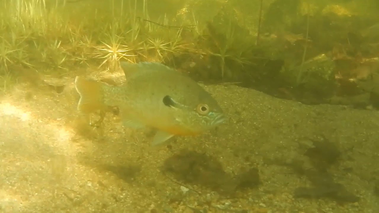 Squam Watershed Wonders Episode 1 Pumpkinseed Sunfish