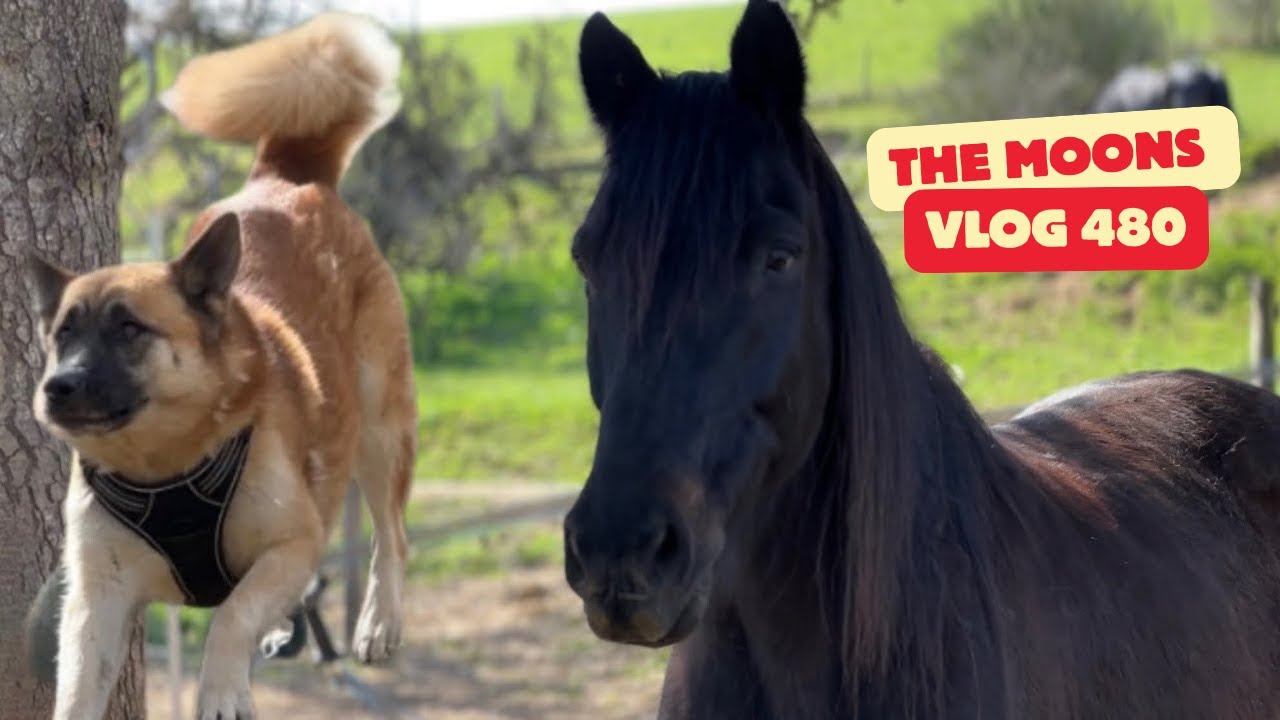 A Big Step Forward on the Farm! Herd Members & Viking Dogs Update