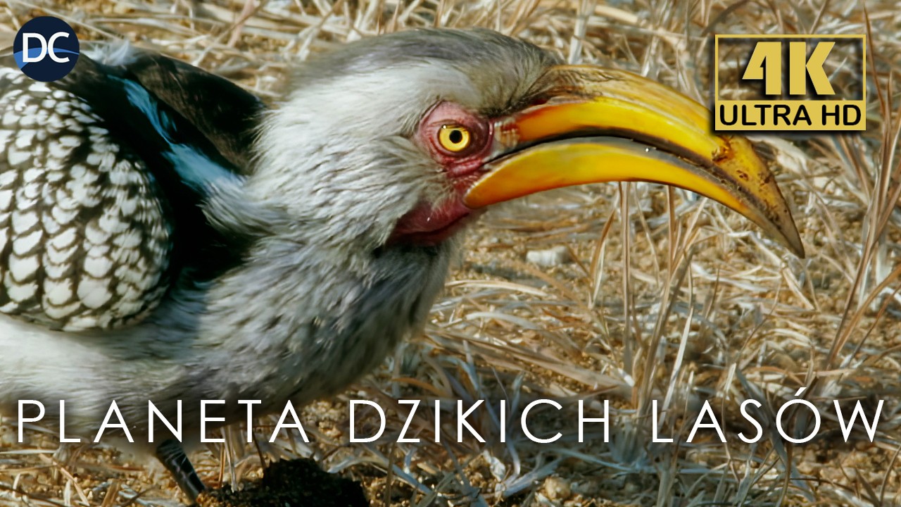 Lasy Mopane - 