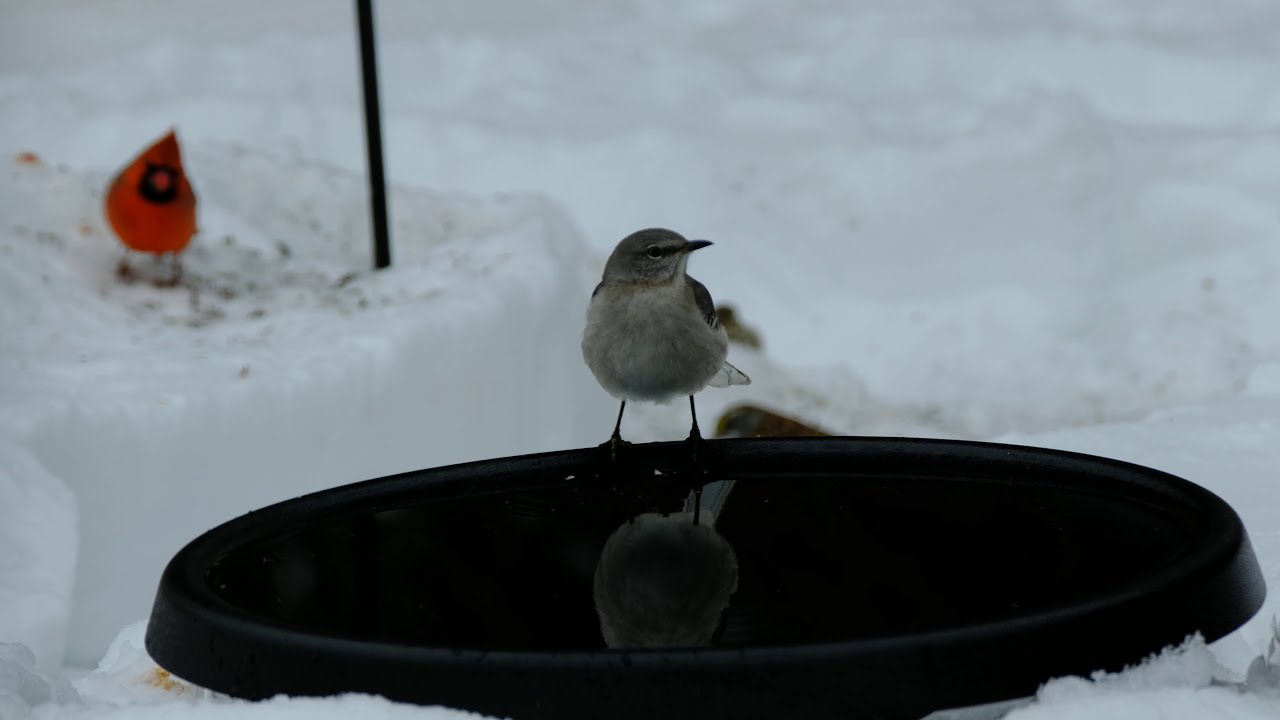 Northern Mockingbird First Time Spotted In My Yard!