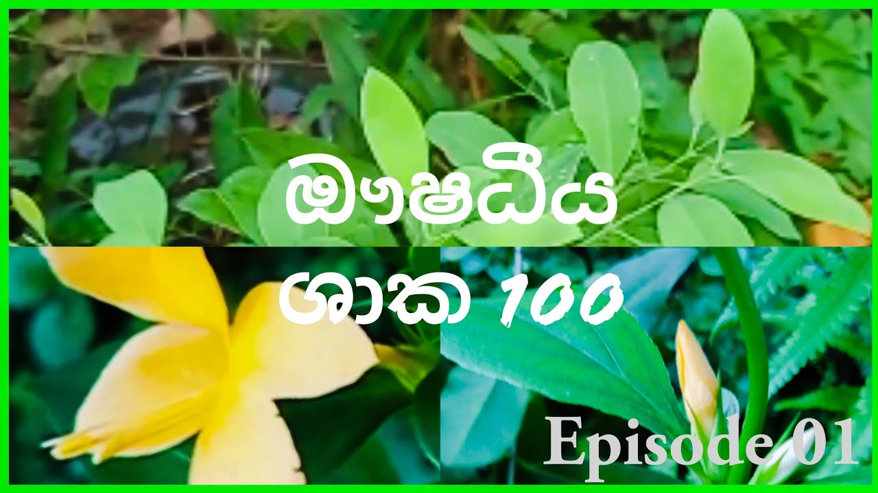 ඖෂධීය ශාක 100ක් | Episode 01| ඔසු අරණ