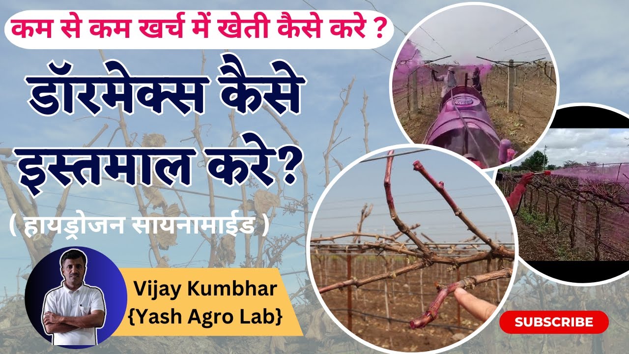 डोरमेक्स का इस्तेमाल कैसे करें ? | How To Use Dormex In Vineyard (हायड्रोजन सायनामाईड) | #grape