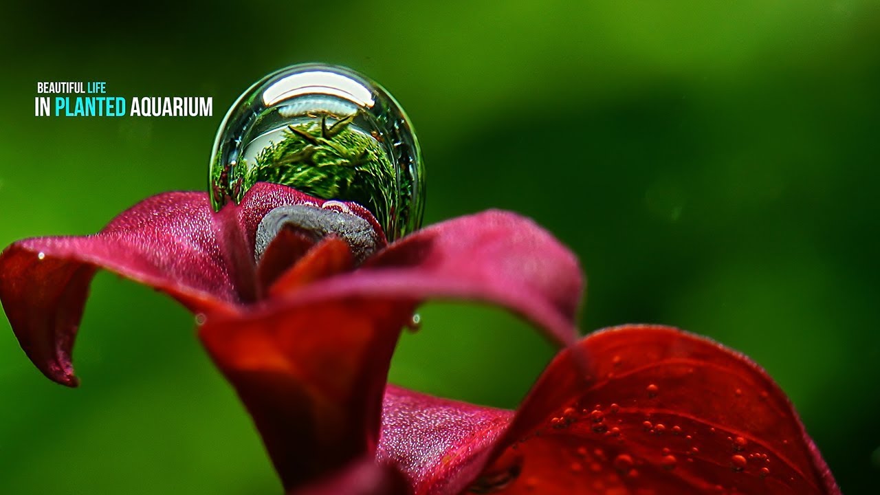 BEAUTIFUL LIFE in PLANTED AQUARIUM