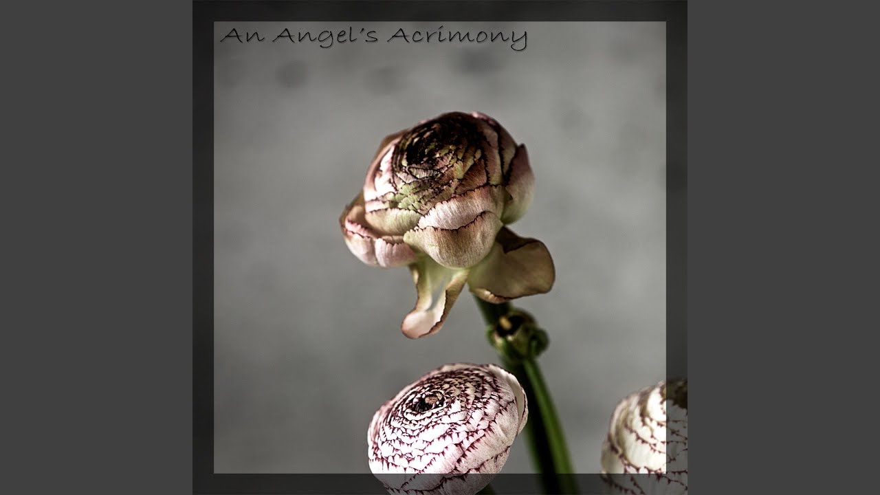 An Angel's Acrimony