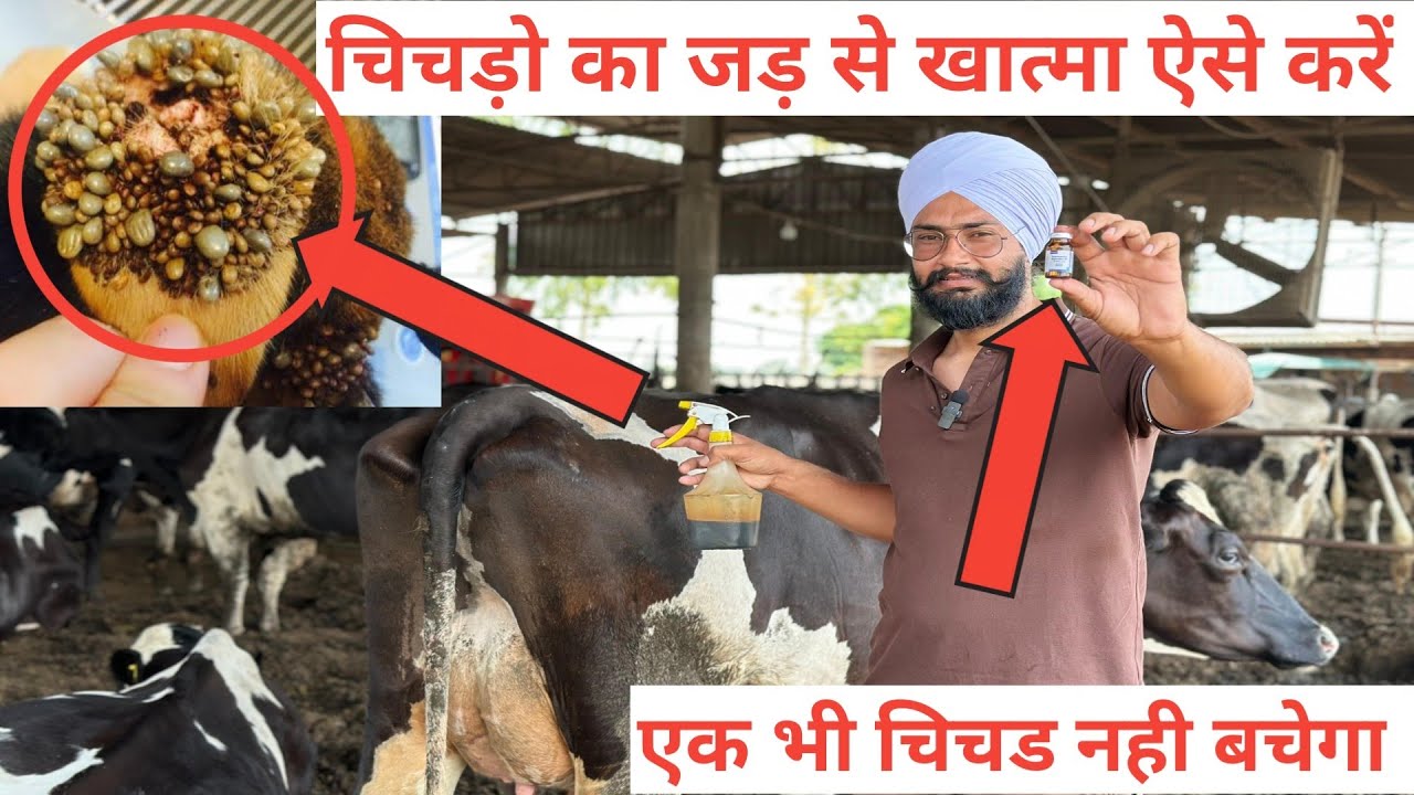 पशुओ में चिचड़ो को जड़ से खत्म करने के 5 तरीके । चिचड मरने का देसी उपाय,स्प्रे और टिका । Ticks ।