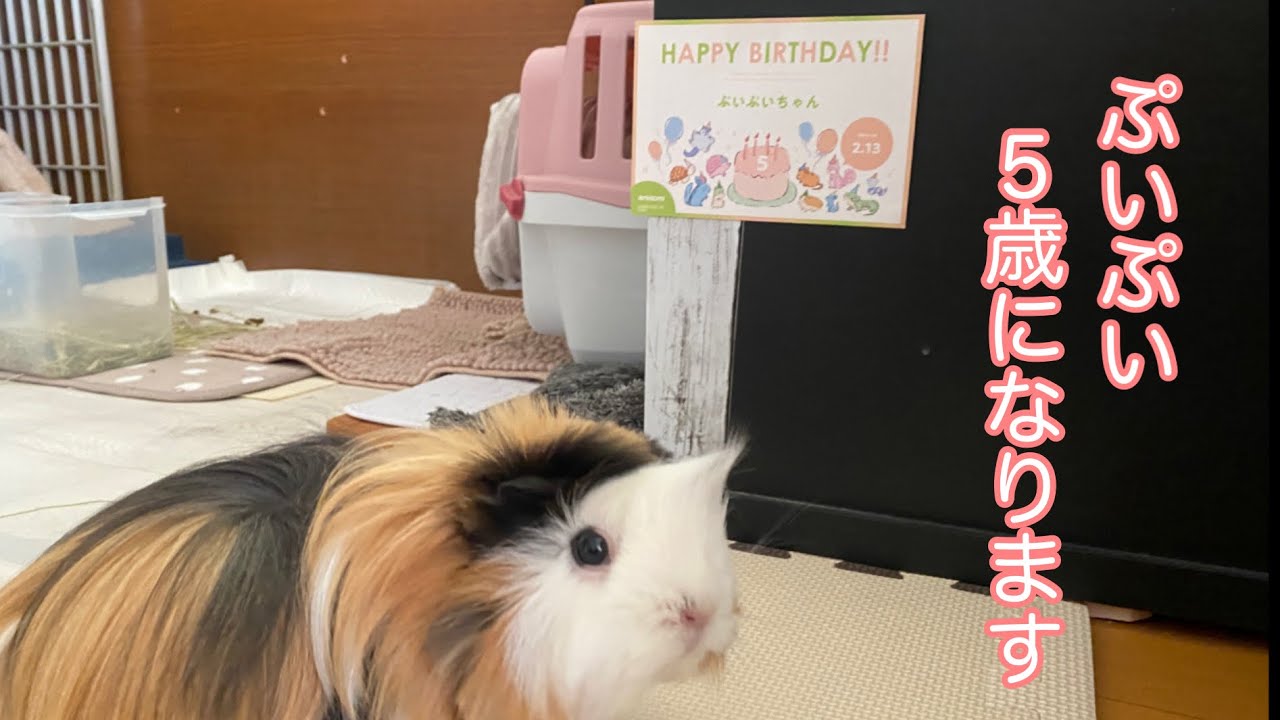 モルモット【ぷいぷい5歳です】Puipui is 5 years old