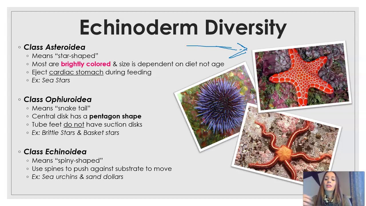 Phylum Echinodermata (updated)