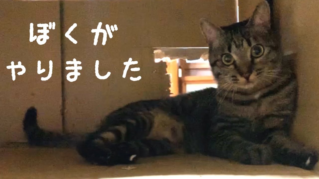 自ら改装した裏口を上手に使いこなす猫　Dog and cat playing tag using the cardboard box