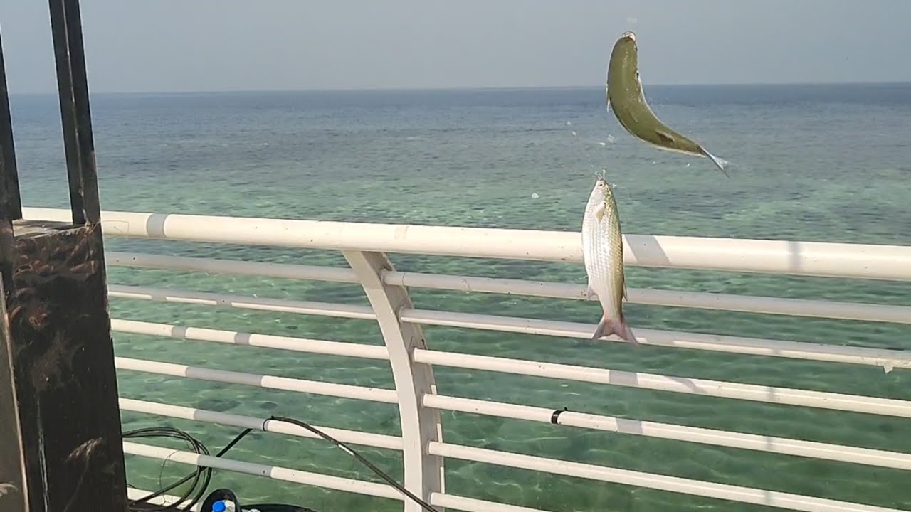 SUPIR ARAB MANCING DI SPOT LAUT MERAH DAPAT DOBEL STRIKE