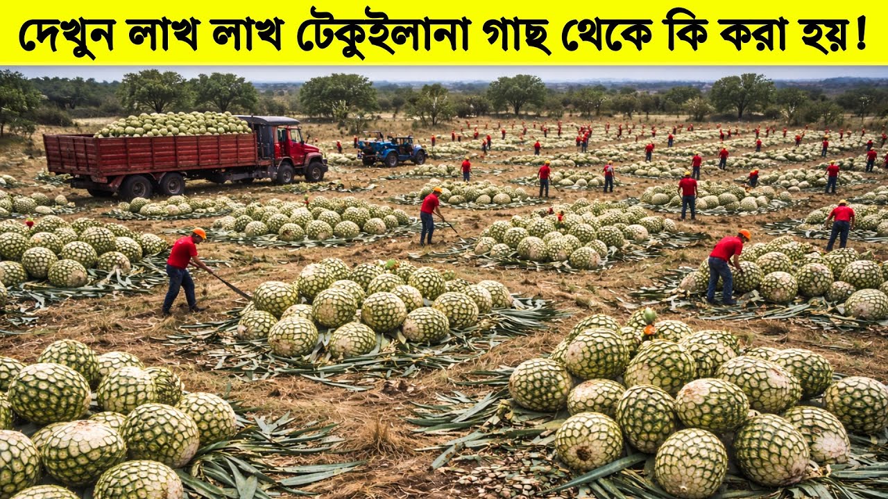 লাখ লাখ টেকুইলানা গাছ দিয়ে কী বানানো হয়? ভেতরের দৃশ্য দেখলে অবাক হবেন!