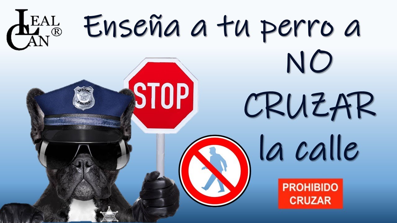 Enseña a tu PERRO a NO CRUZAR la calle | LealCan Adiestramiento