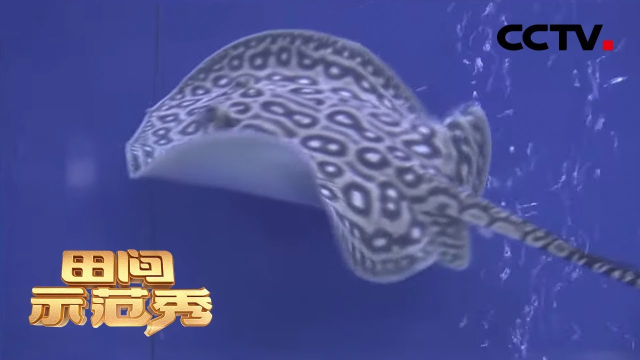 《田间示范秀》全部身家投身魟鱼养殖 专家现身解决难题   20200224 | CCTV农业