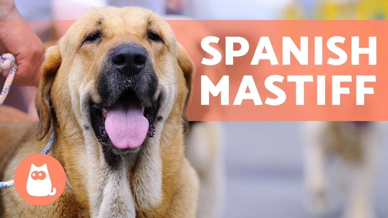 SPANISH MASTIFF 🔥 Characteristics of a GIANT GUARD DOG