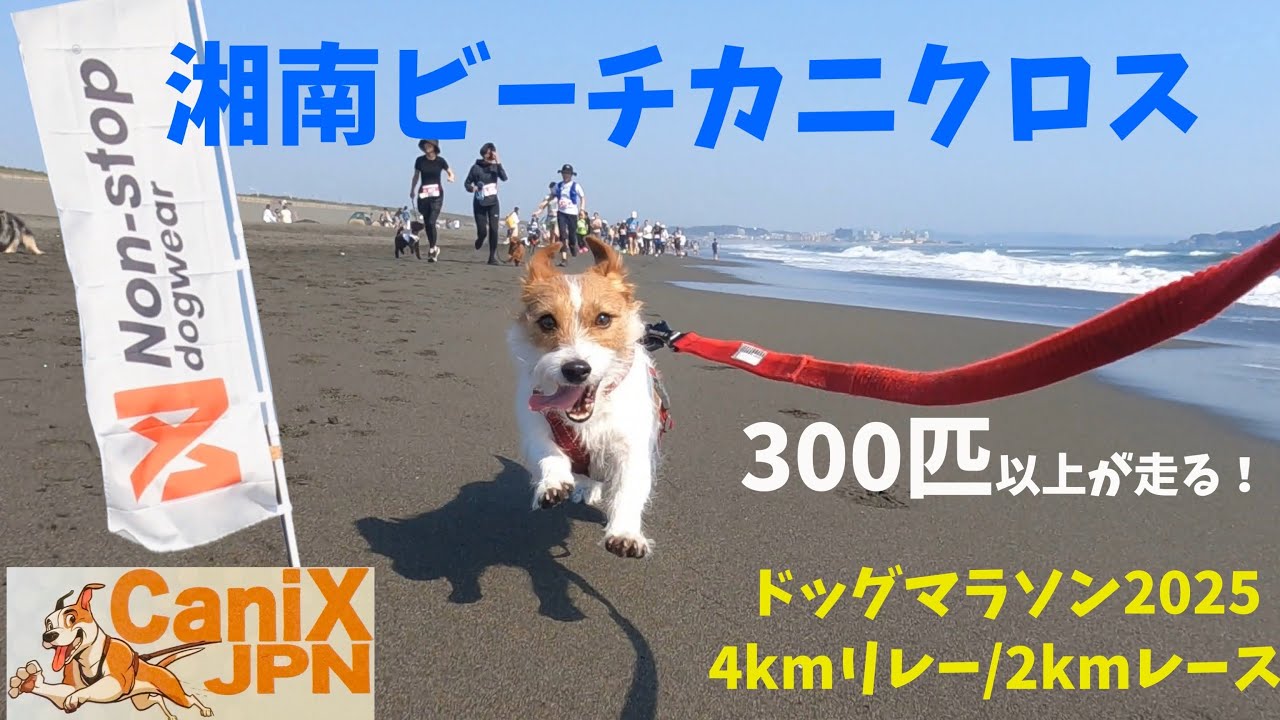 湘南ビーチカニクロス　ドッグマラソン2025にジャックラッセルテリアと参加 / Dog marathon canix with Jack Russell Terrier