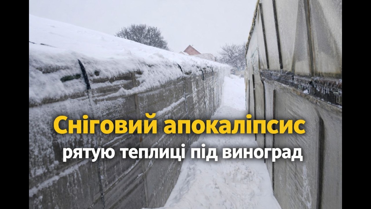 Сніговий апокаліпсис  , рятую теплиці під виноград
