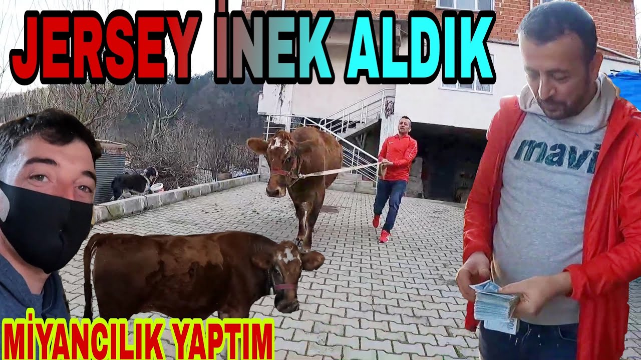JERSEY İNEK ALDIK|48 SAAT FULL AKSİYON KARADENİZ KORKUTTU