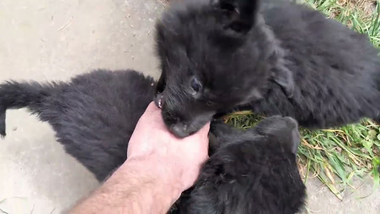 Innocent vegan attacked by savage wolf dogs!