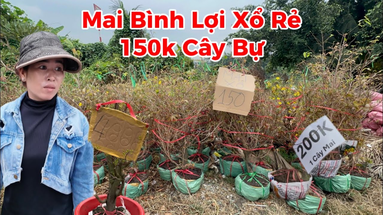 Làng mai Bình Lợi tiếp tục xổ rẻ 2000 cây mai Tết giá 150k ngày 24 Tết 